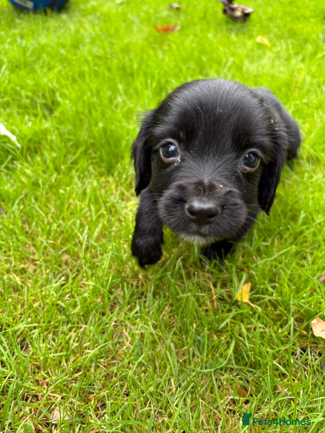 Sprocker dogs for sale: Beautiful Sprocker pups - Image 3