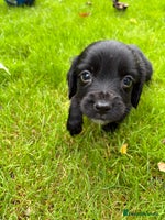 Sprocker dogs - Advert 12