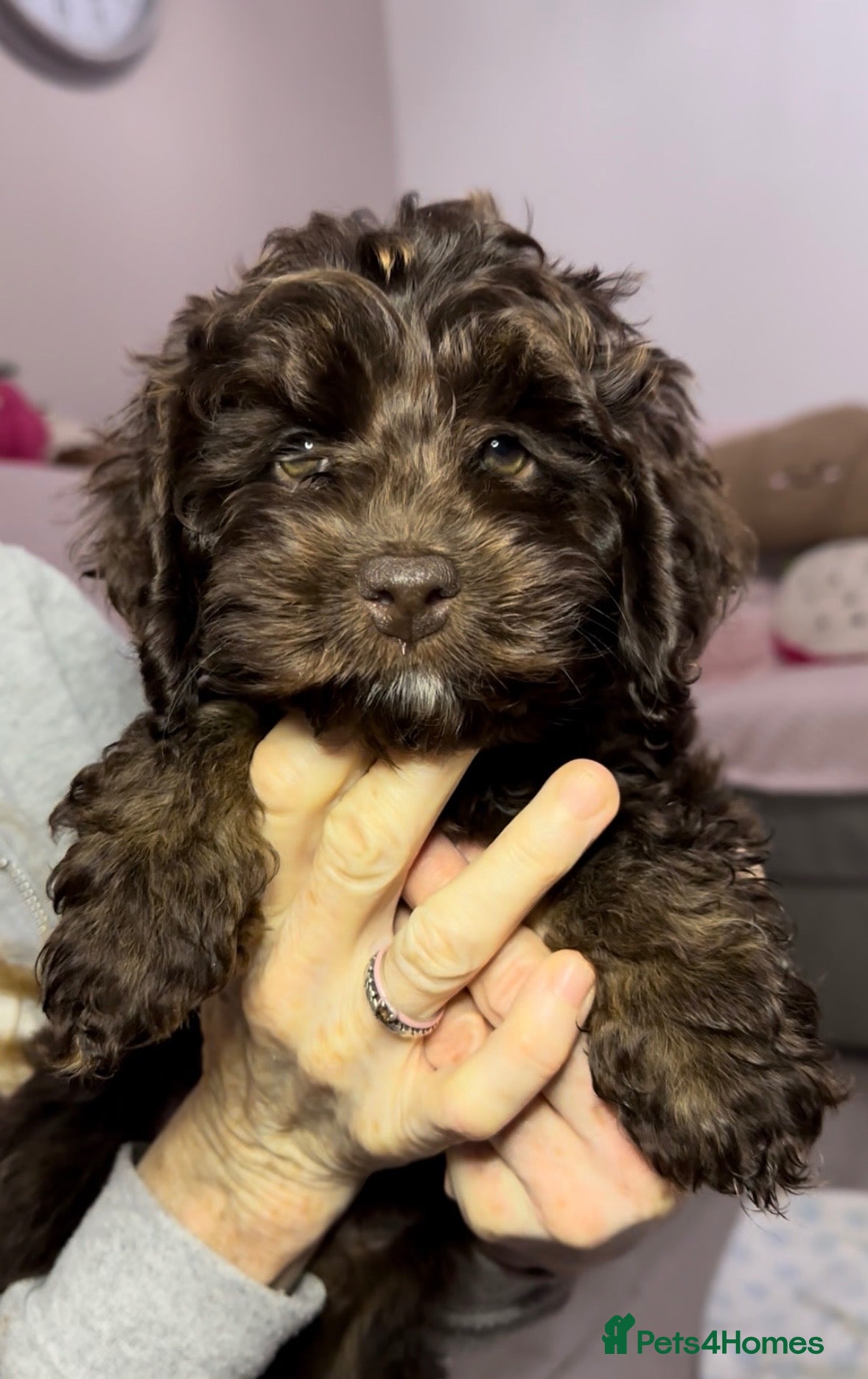 Cockapoo dogs Cockerpoo puppies READY NOW! - Advert 15