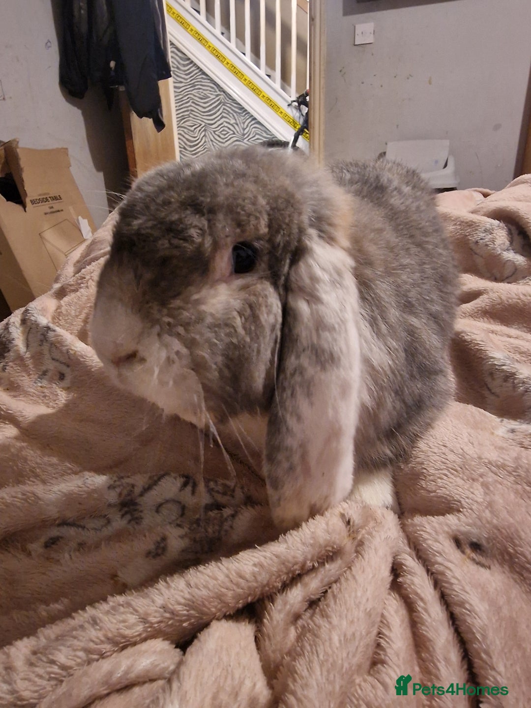 French Lop rabbits for sale: Gaint French lop Rabbit. - Image 1
