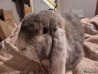 French Lop rabbits for sale - Advert 1
