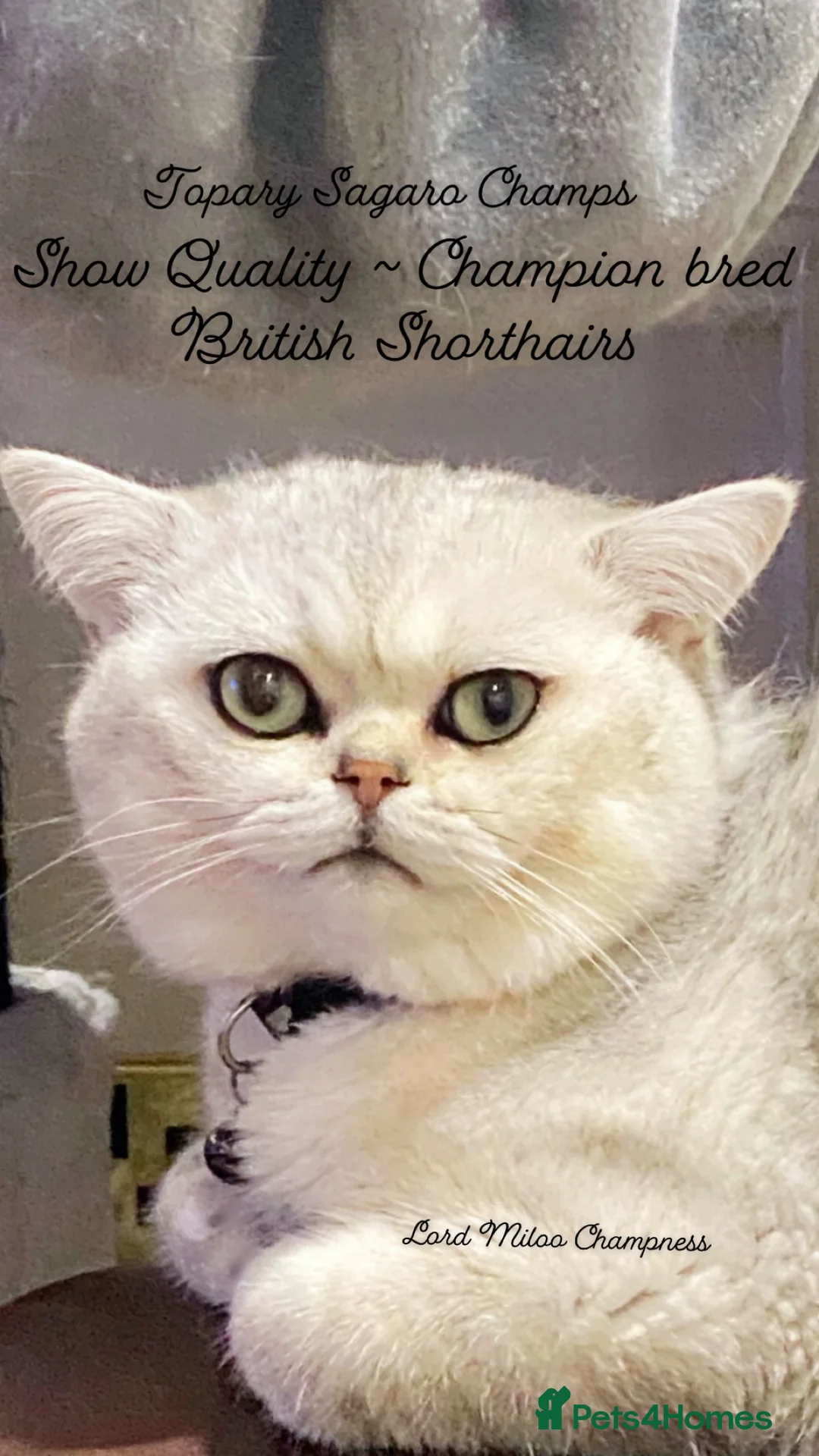 British Shorthair cats for stud: 🏆🥇Outstanding Champion GCCF/TICA stud 🥇🏆 in Dartford - Advert 5