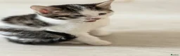 Domestic Shorthair cats for sale: Stunning British Tabby Kittens – Ready April 4th - Advert 8