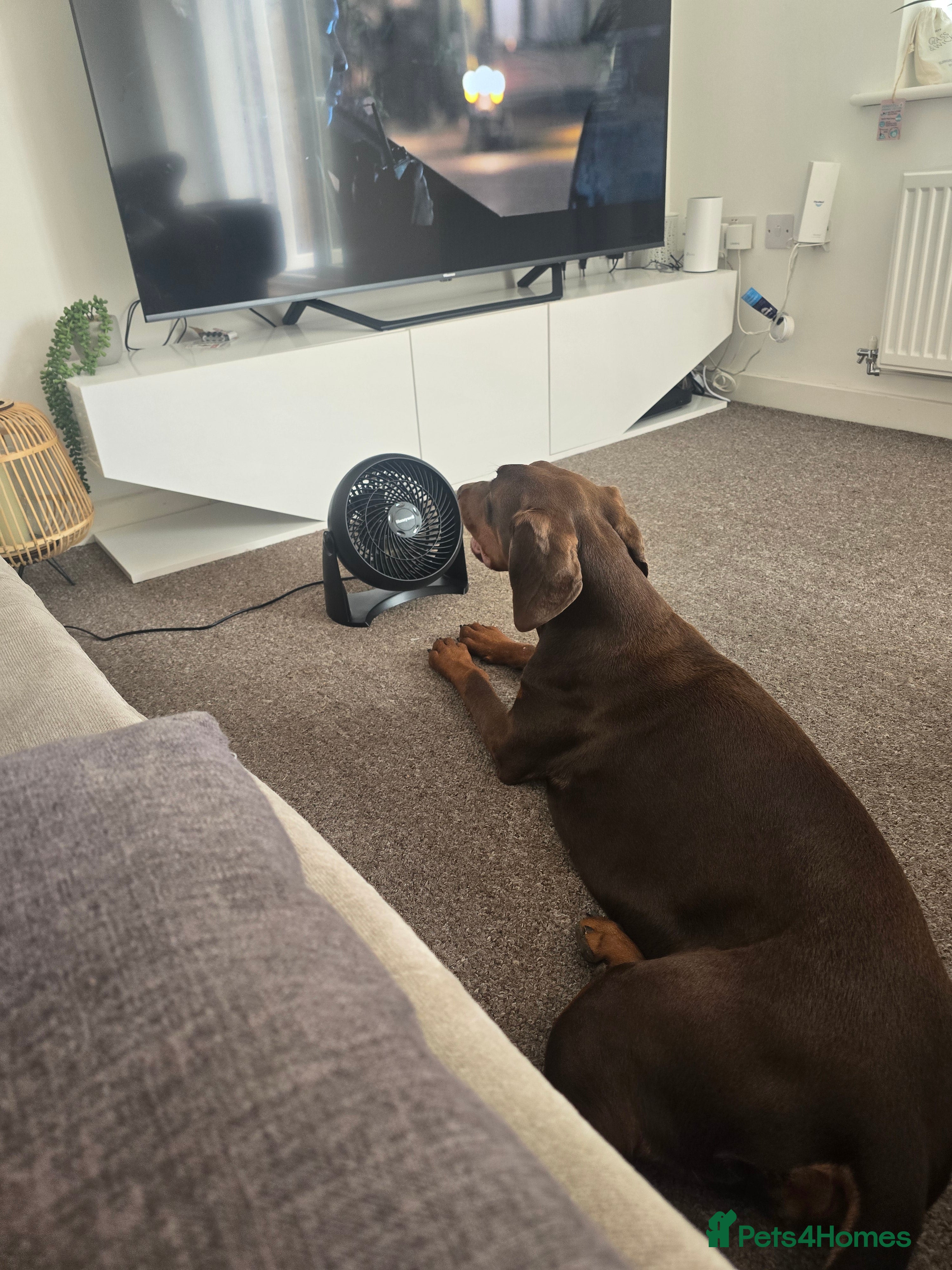 Dobermann dogs 1 year old Dobermann female - Advert 8