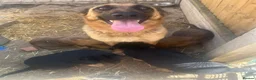 Mixed Breed dogs for sale: German Shepard malonis puppy’s  - Advert 1