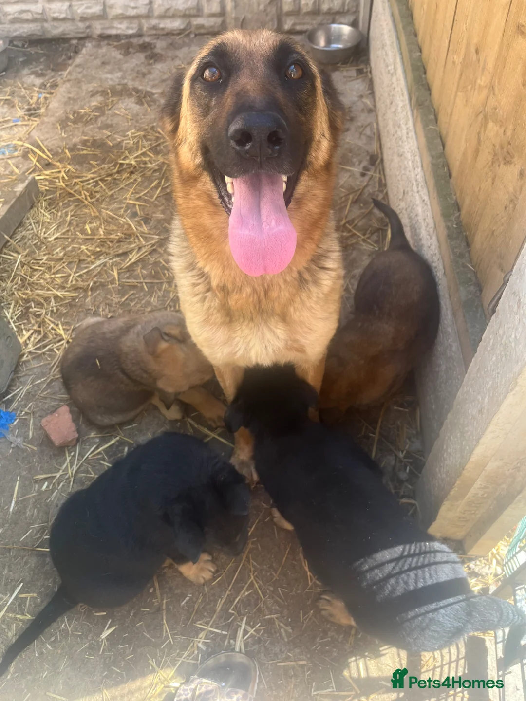 Mixed Breed dogs for sale: German Shepard malonis puppy’s  - Advert 1