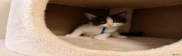 Ragcoon cats for sale: Ragcoon kittens 🐾  - Advert 12