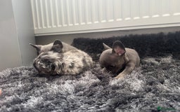 French Bulldog dogs for sale: French bulldogs - Image 8