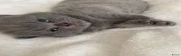 British Shorthair cats for sale: Exclusive Pedigree British Shorthair Kittens - Advert 7