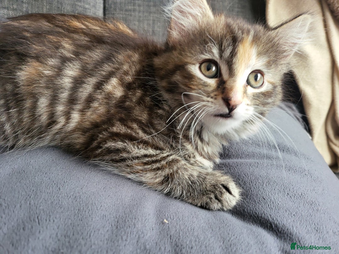 Mixed Breed cats for sale: 2 male kittens  - Image 6