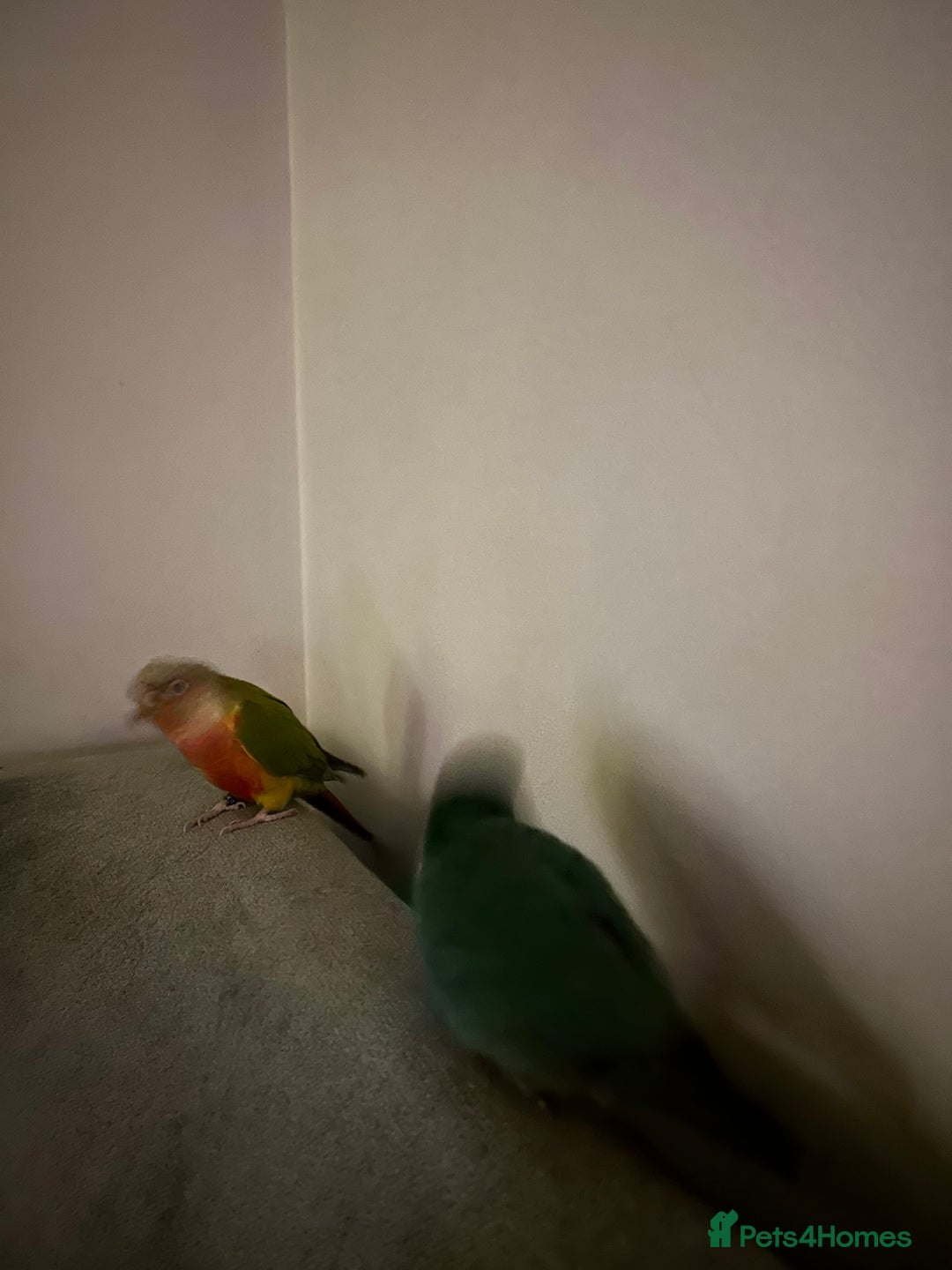 Conures birds for sale: 2x conures mating pair  - Advert 3