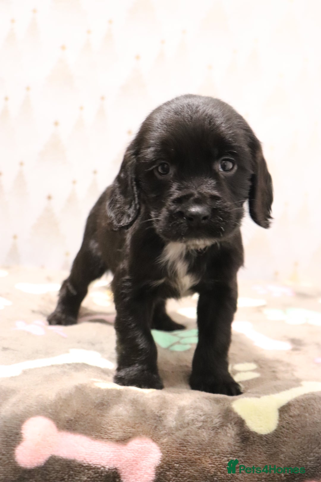 Cocker Spaniel dogs for sale: Fully Health Tested Cocker Spaniel Puppies  - Advert 3