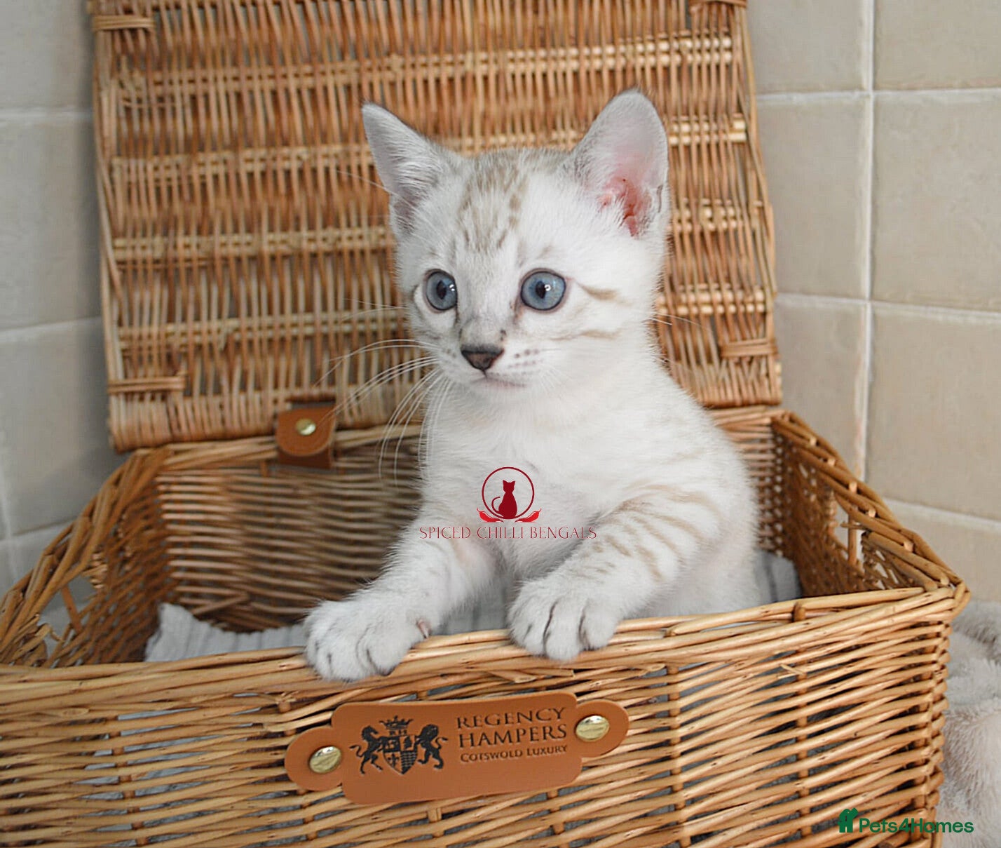 Bengal cats ✨️ OUTSTANDING TICA BENGAL KITTENS ✨️ - Advert 1