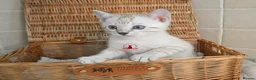 Bengal cats for sale: ✨️ CHAMPION TICA BENGAL KITTENS 🔥 - Advert 19