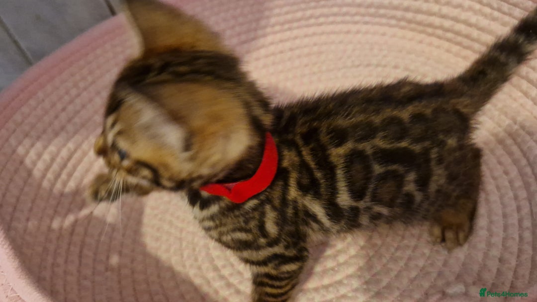 Bengal cats for sale: Pure Bengal kittens ❤️  - Image 21