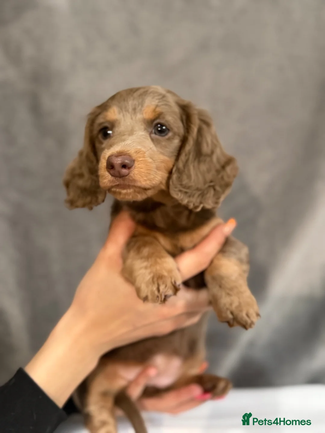 Dachshund dogs for sale: Dachshund puppies in Manchester - Advert 2