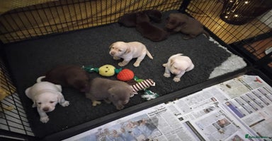 Labrador Retriever dogs - Advert 2