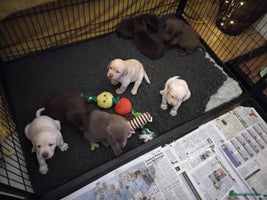 Labrador Retriever dogs - Advert 7