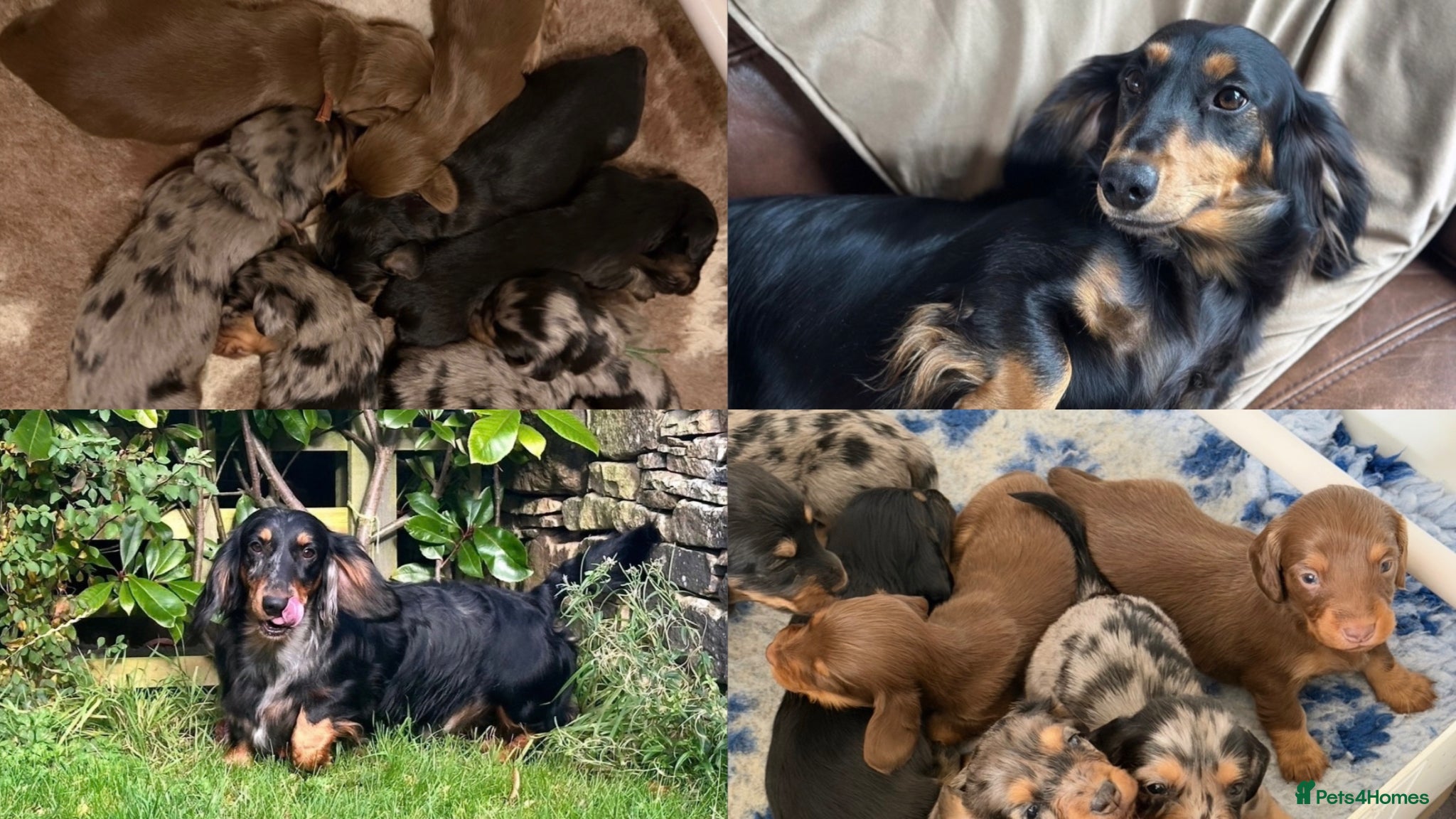 Dachshund dogs KC Standard Long Haired Dachshund Puppies - Advert 1