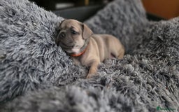 Mixed Breed dogs for sale: Frenchie x Chihuahua puppies - Image 11
