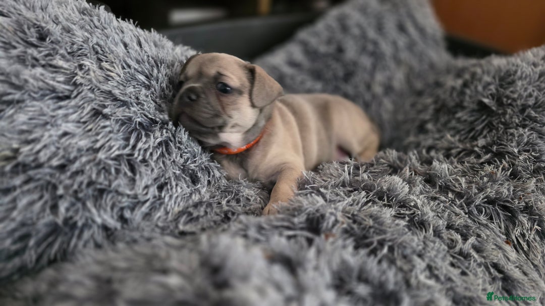 Mixed Breed dogs for sale: Frenchie x Chihuahua puppies - Image 11