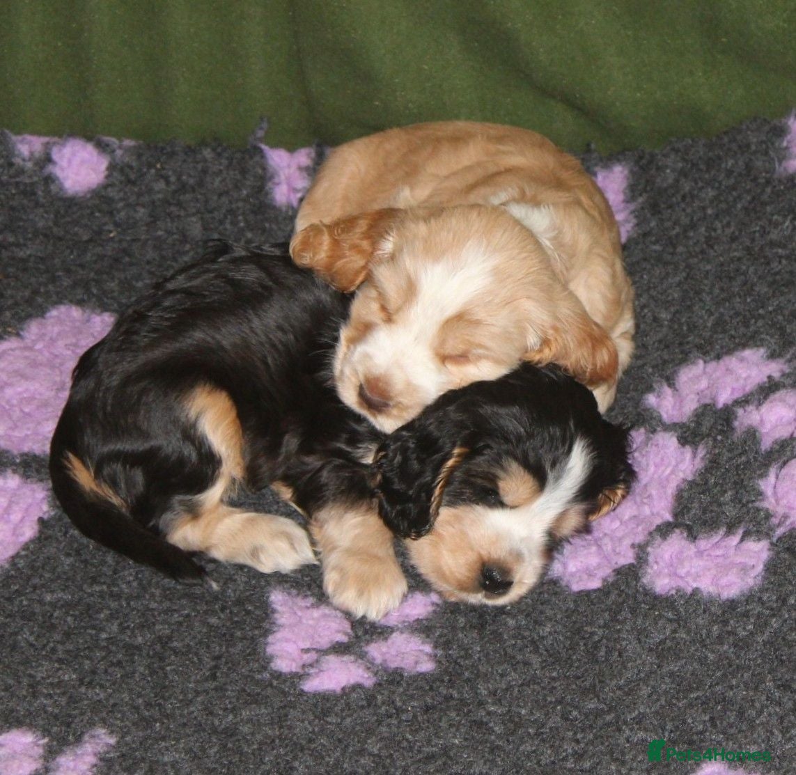 Cocker Spaniel dogs KC  Registered Show Cocker Spaniels - Advert 2