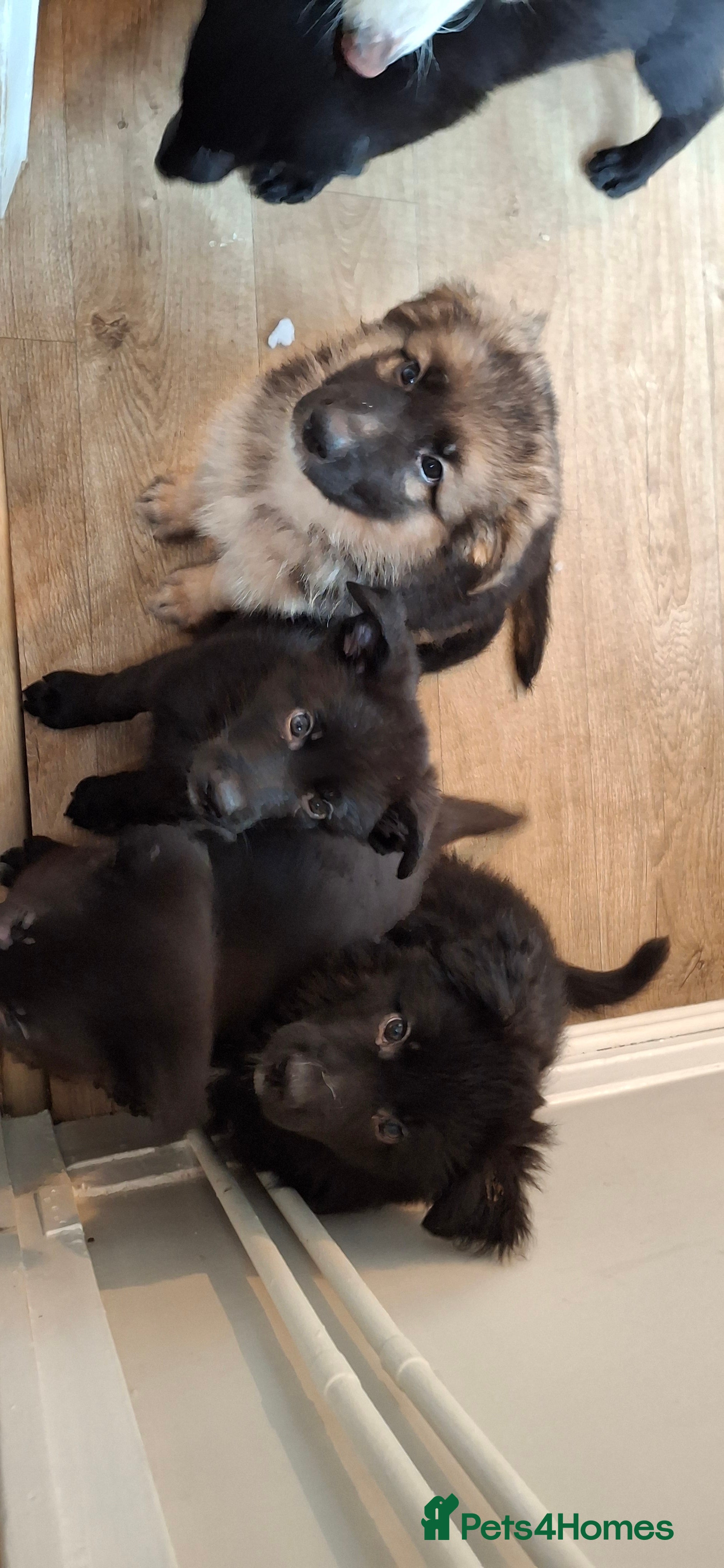 German Shepherd dogs Adorable German Shepherd puppies  - Advert 2