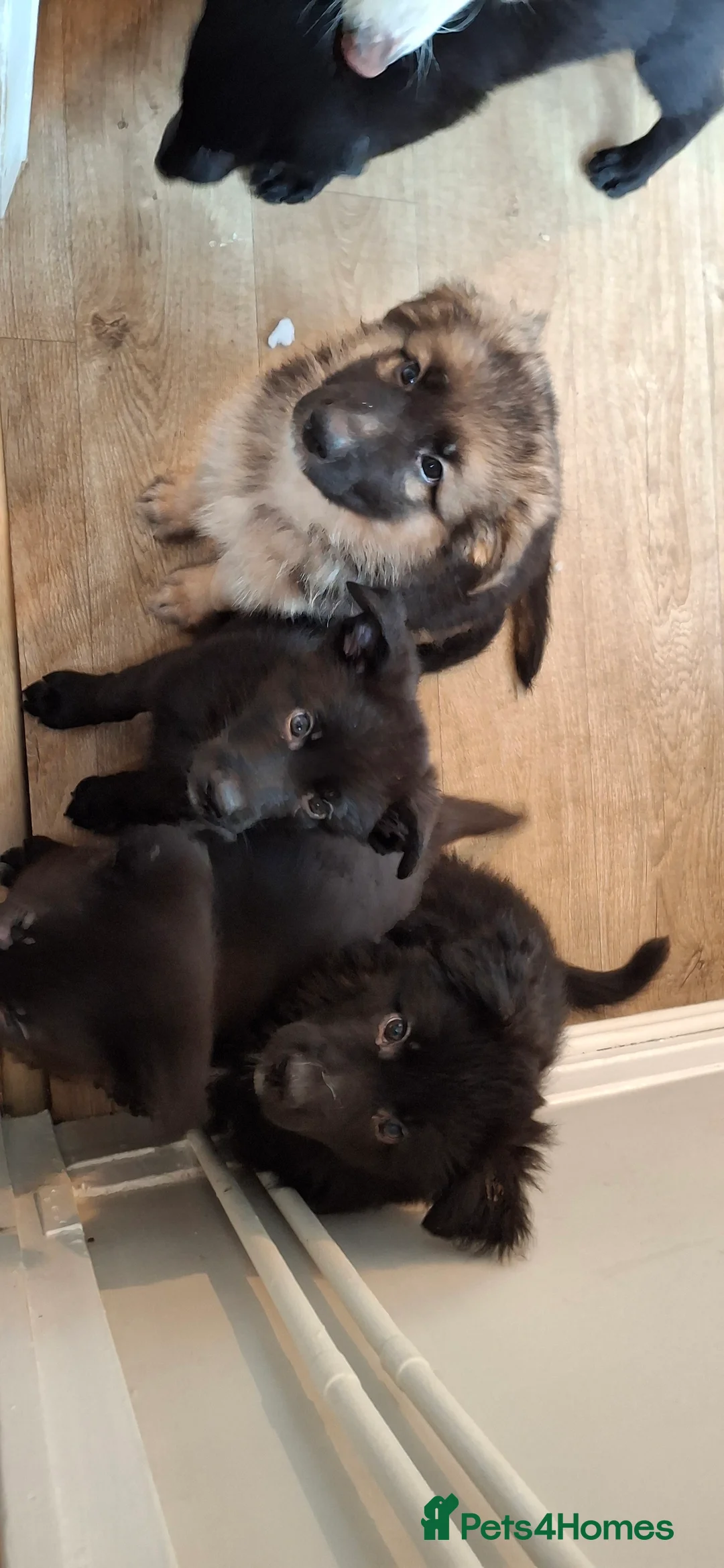 German Shepherd dogs for sale: Adorable German Shepherd puppies  in Brigg - Advert 2