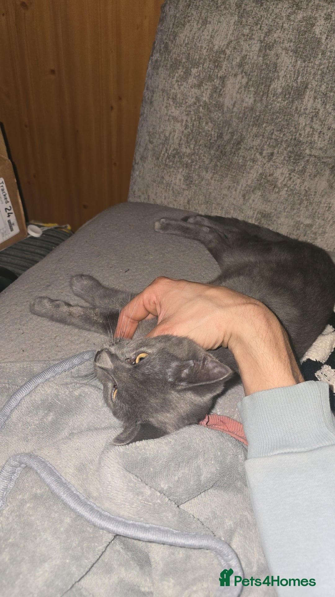 Domestic Shorthair cats for sale: Beautiful male grey short-hair 6 months old - Image 4
