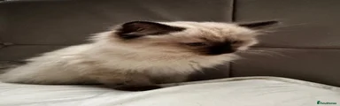 Ragdoll Kitten 3