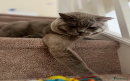 British Shorthair cats for sale: Mr Oxi and Mrs Kiki  - Image 6