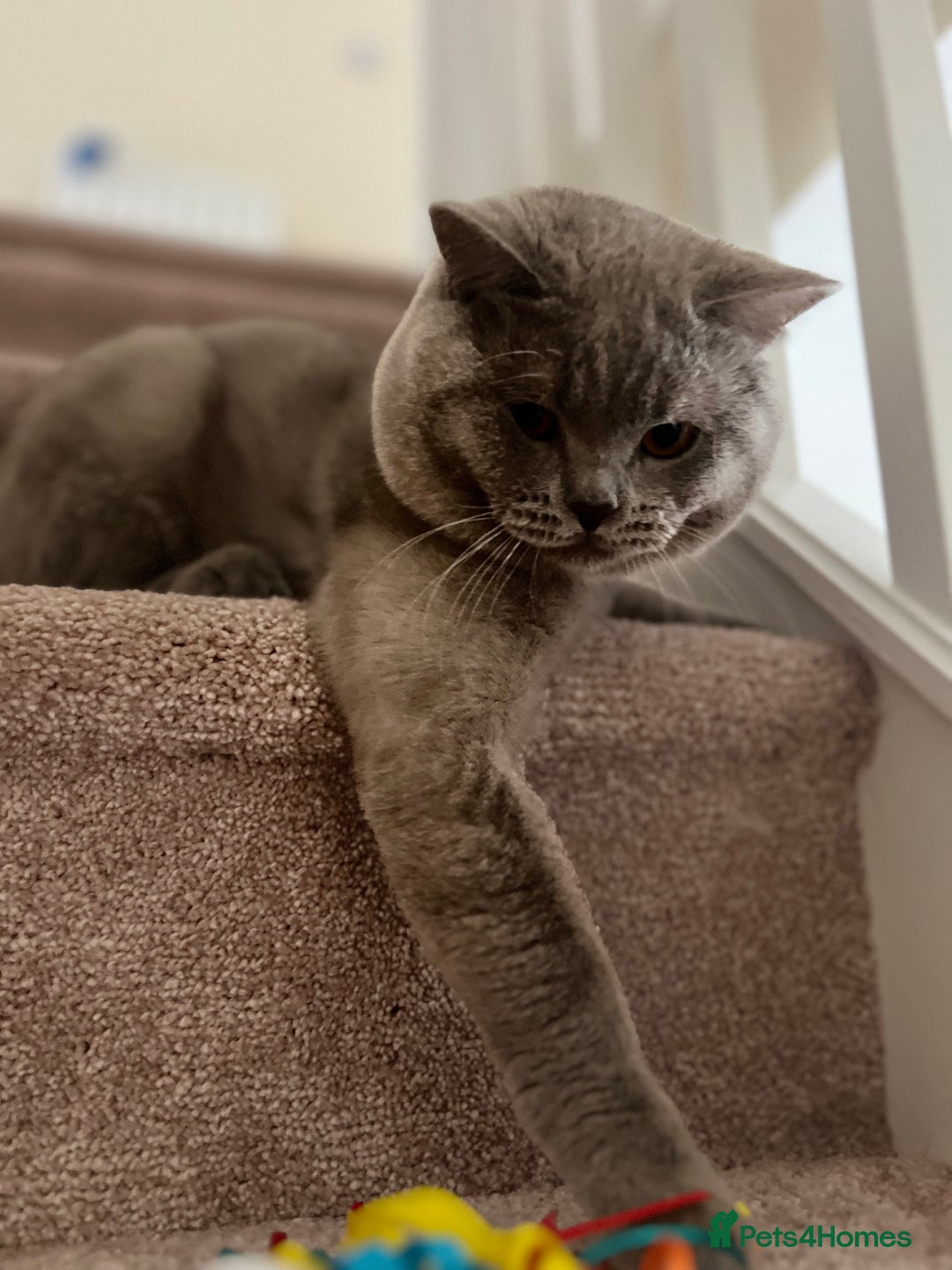 British Shorthair cats for sale: Mr Oxi and Mrs Kiki  - Image 6