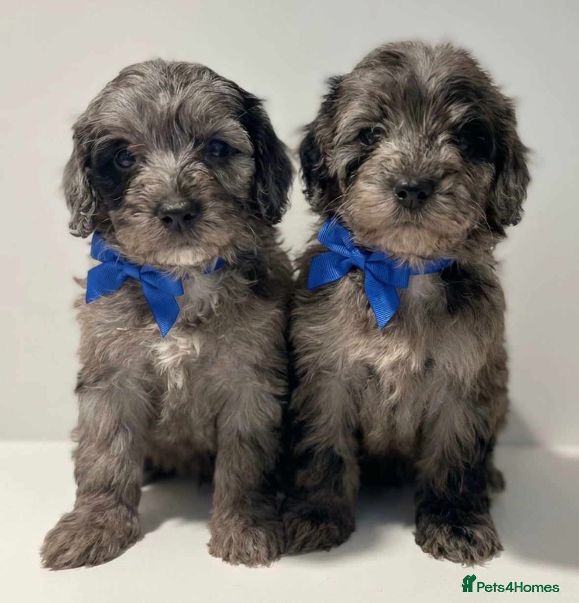 Cockapoo dogs Cockapoo puppies  - Advert 4