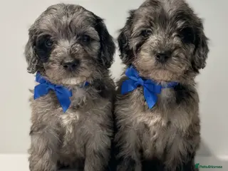 Cockapoo dogs Cockapoo puppies - Advert 3