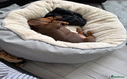 Dachshund dogs for sale: Chocolate tan male dachshund puppy - Image 9