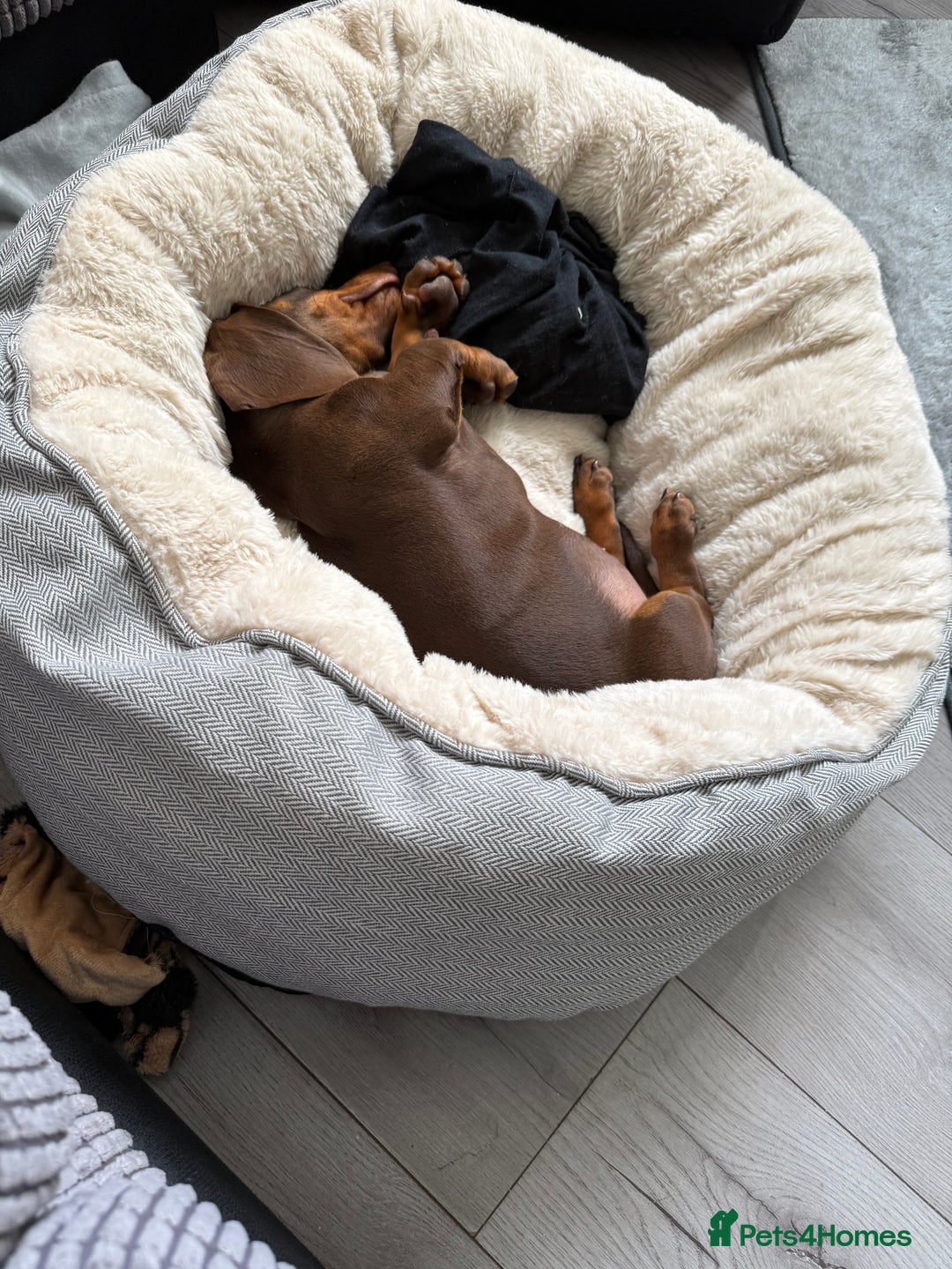 Dachshund dogs for sale: Chocolate tan male dachshund puppy - Image 9