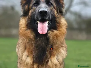 German Shepherd dogs Reluctant Re-home - Advert 2
