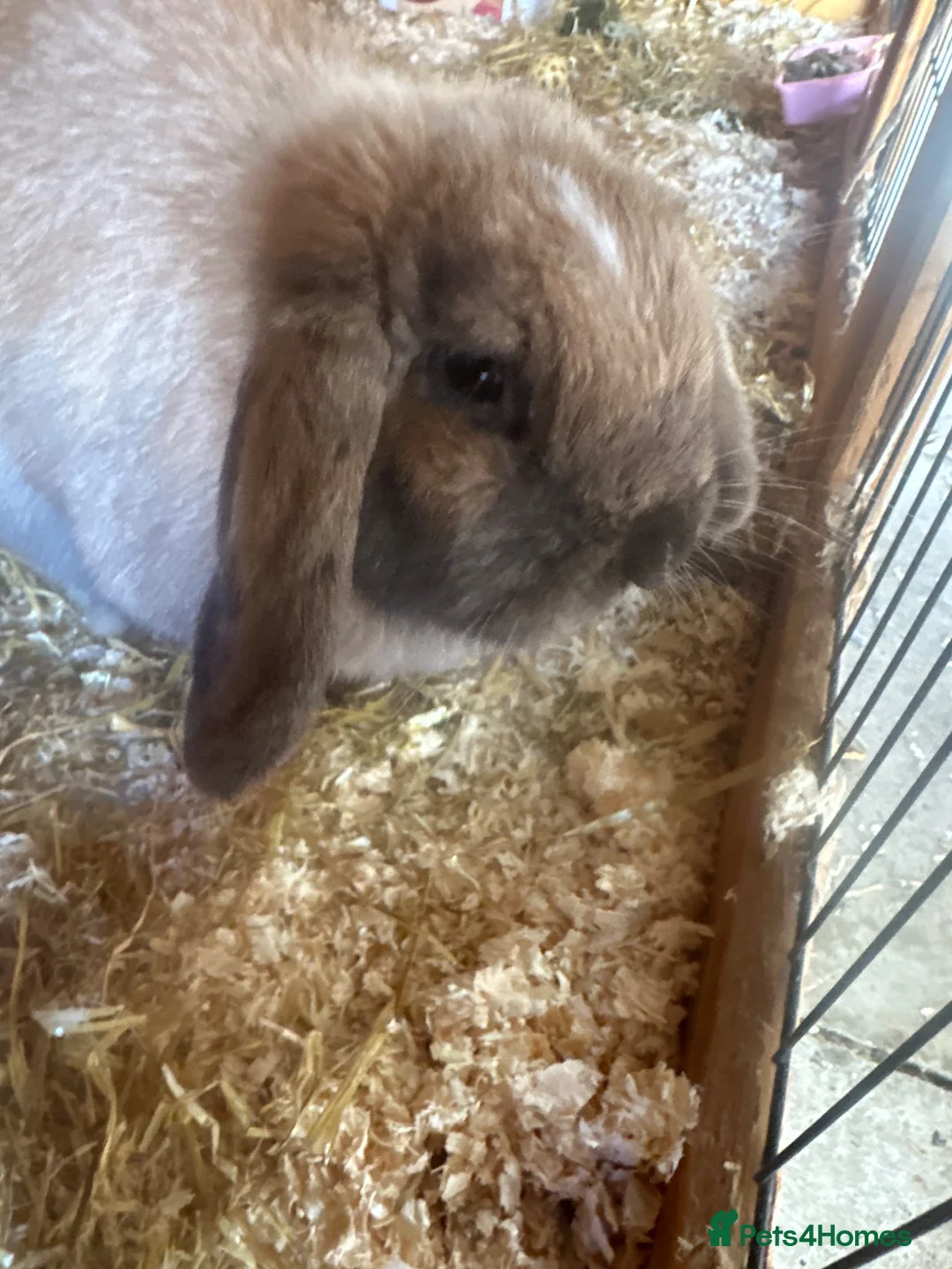 Mini Lop rabbits for sale: 2 Gorgeous Mini Lop Sisters looking for home ❤️ - Advert 2