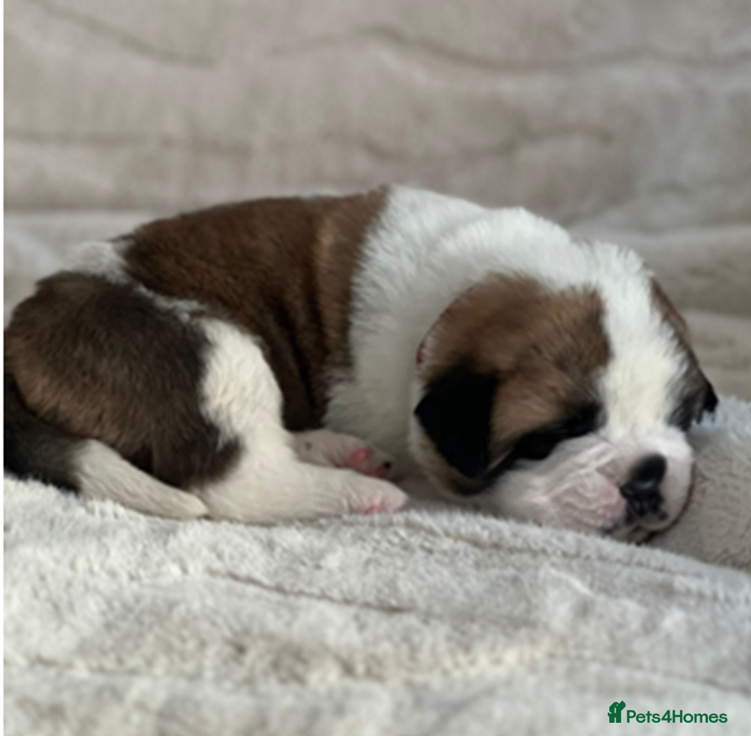 Saint Bernard dogs for sale: Exceptional St. Bernard Puppies ~ Health Tested - Advert 6