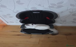 Ragdoll cats for sale: Meet Snow Our Sweet Ragdoll Looking for a New Home - Image 7