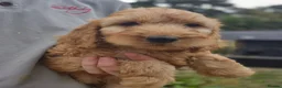 Cockapoo dogs for sale: F1 Cockapoo Puppies - Advert 1