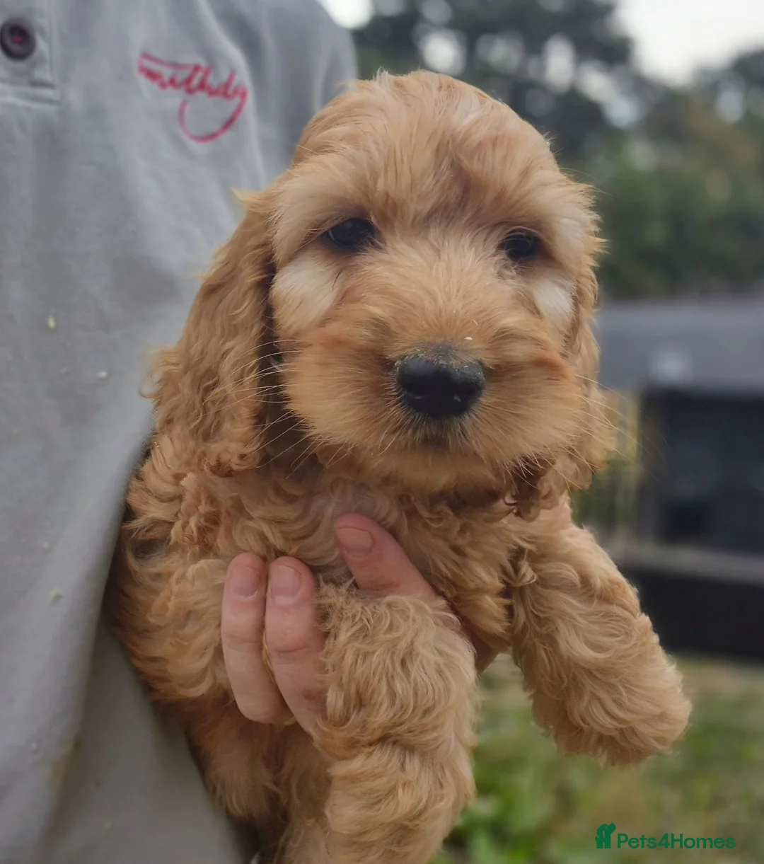 Cockapoo dogs for sale: F1 Cockapoo Puppies - Advert 1