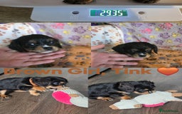 Cavachon dogs for sale: Cavalier King Charles X Cavachon - Image 6