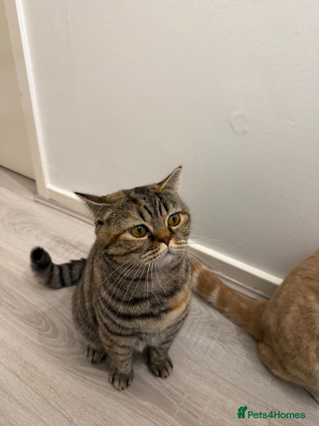 British Shorthair cats for sale: Luna & Leo  - Advert 19