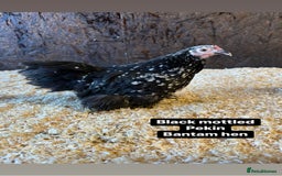 Chickens poultry for sale: Bantam hens at point of lay - Image 11