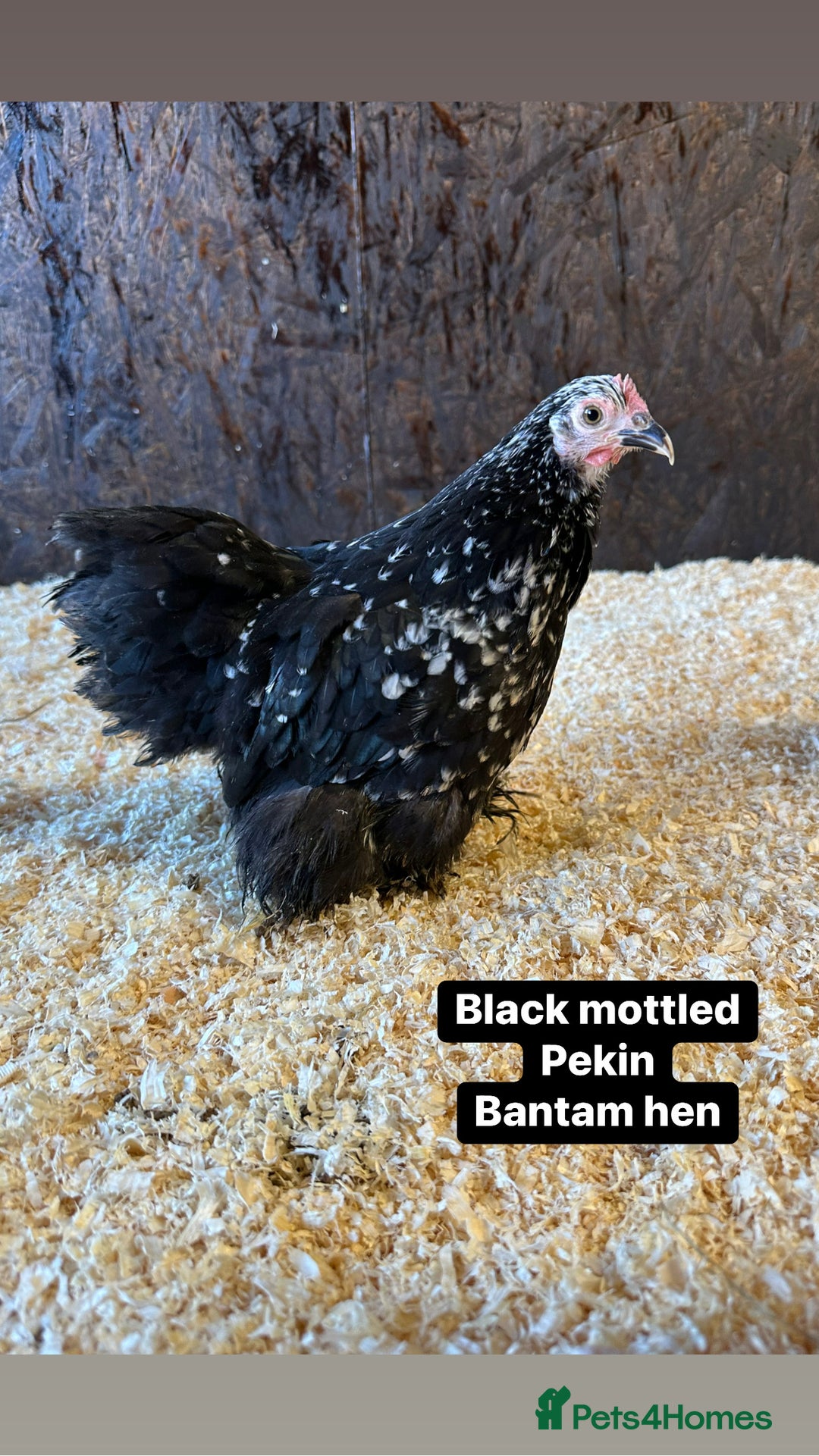 Chickens poultry for sale: Bantam hens at point of lay - Image 11