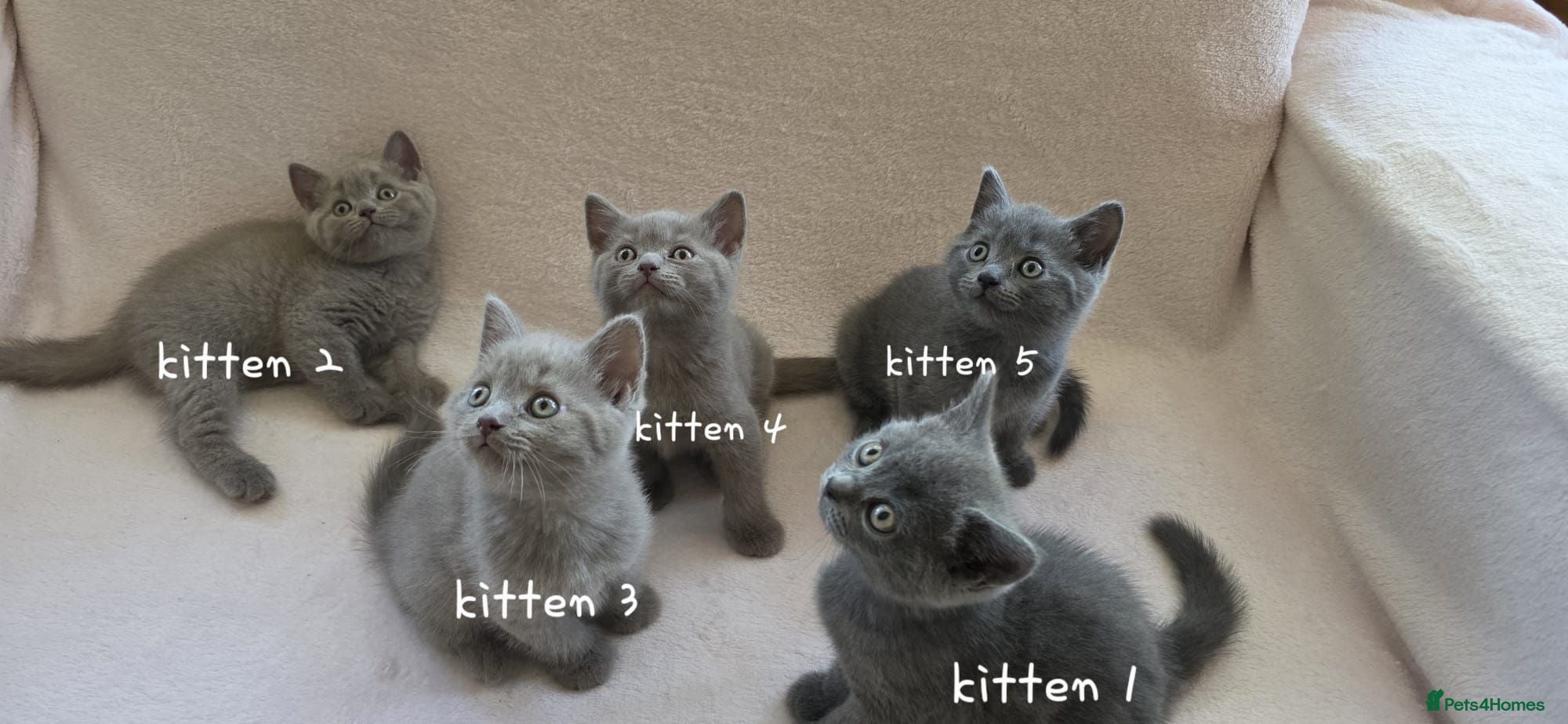 British Shorthair cats British short hair kittens  - Advert 13