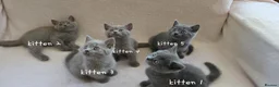 British Shorthair cats for sale: British short hair kittens  in Upminster - Advert 18