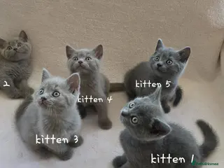 British Shorthair cats British short hair kittens - Advert 6