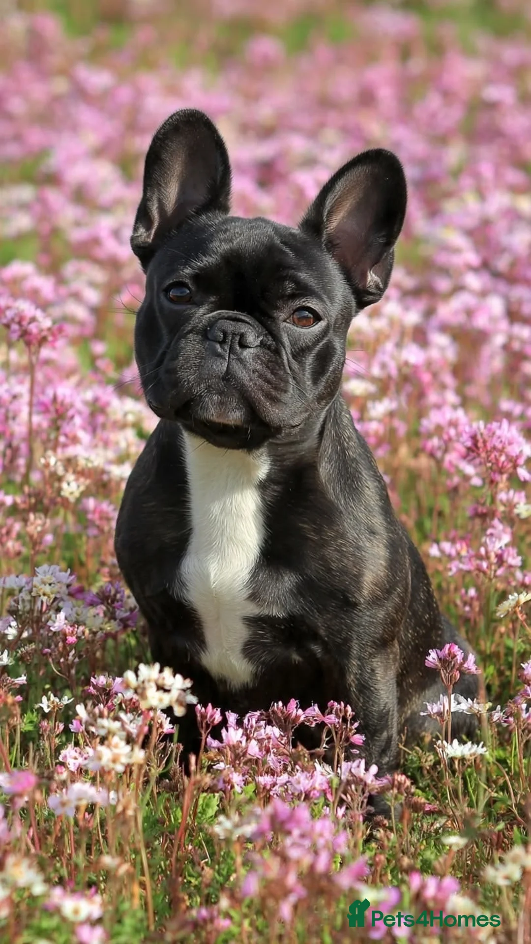 French Bulldog dogs for sale: French Bull dog in Croydon - Advert 1